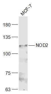 Anti-NOD2 Polyclonal Antibody