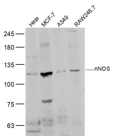 Anti-nNOS Polyclonal Antibody