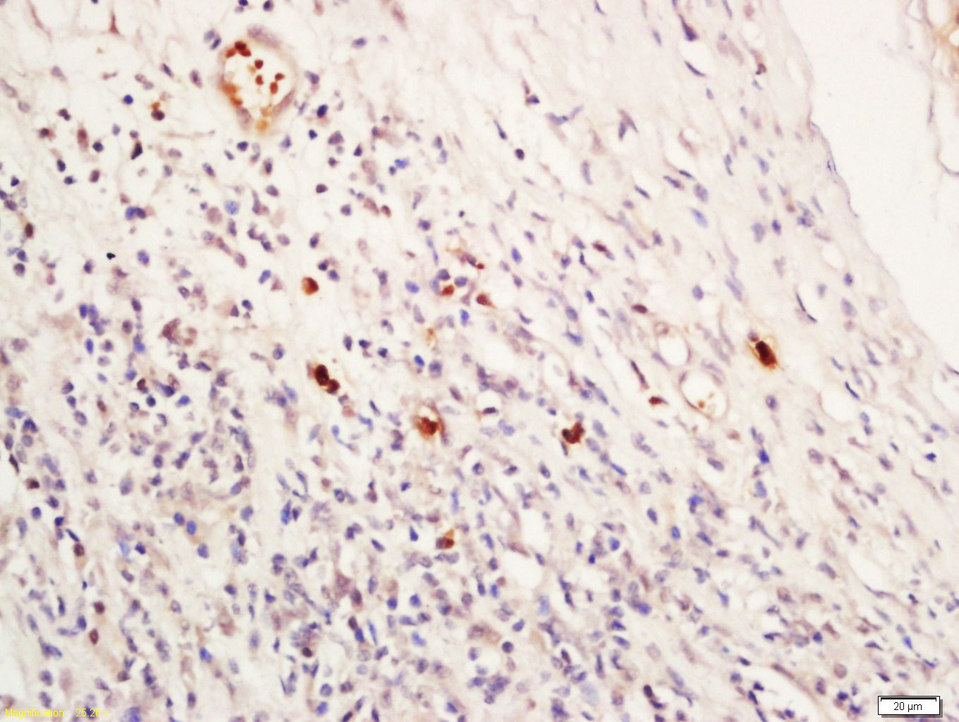 Anti-NR1D1 Polyclonal Antibody