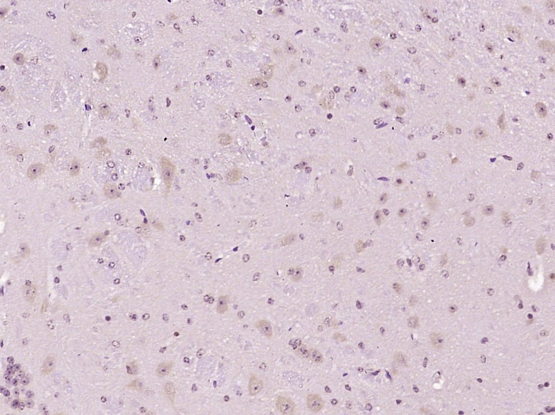Anti-NPFFR1 Polyclonal Antibody