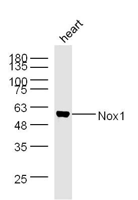 Anti-NOX1 Polyclonal Antibody