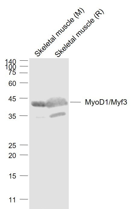 Anti-MyoD1/Myf3 Polyclonal Antibody