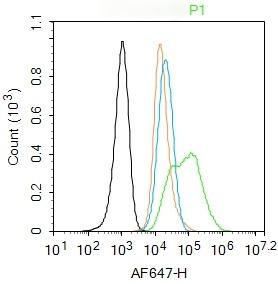 Anti-NR3C1 Polyclonal Antibody