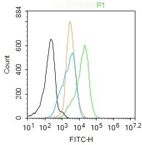 Anti-NF-kB p65 Polyclonal Antibody