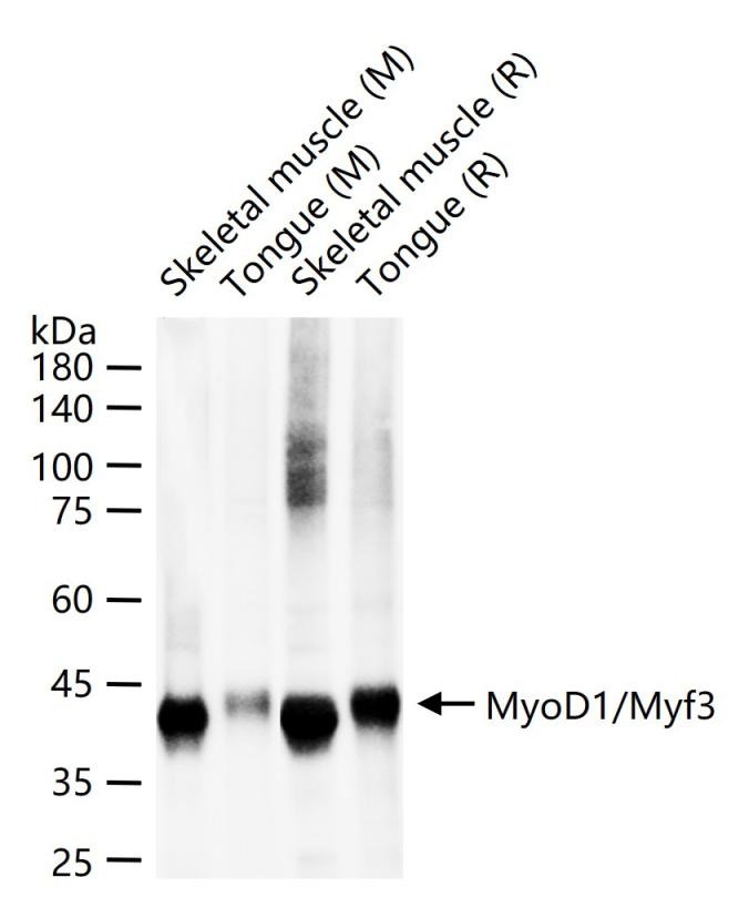 Anti-MyoD1/Myf3 Polyclonal Antibody 2
