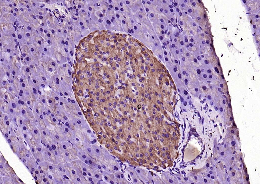 Anti-MYD88 Polyclonal Antibody