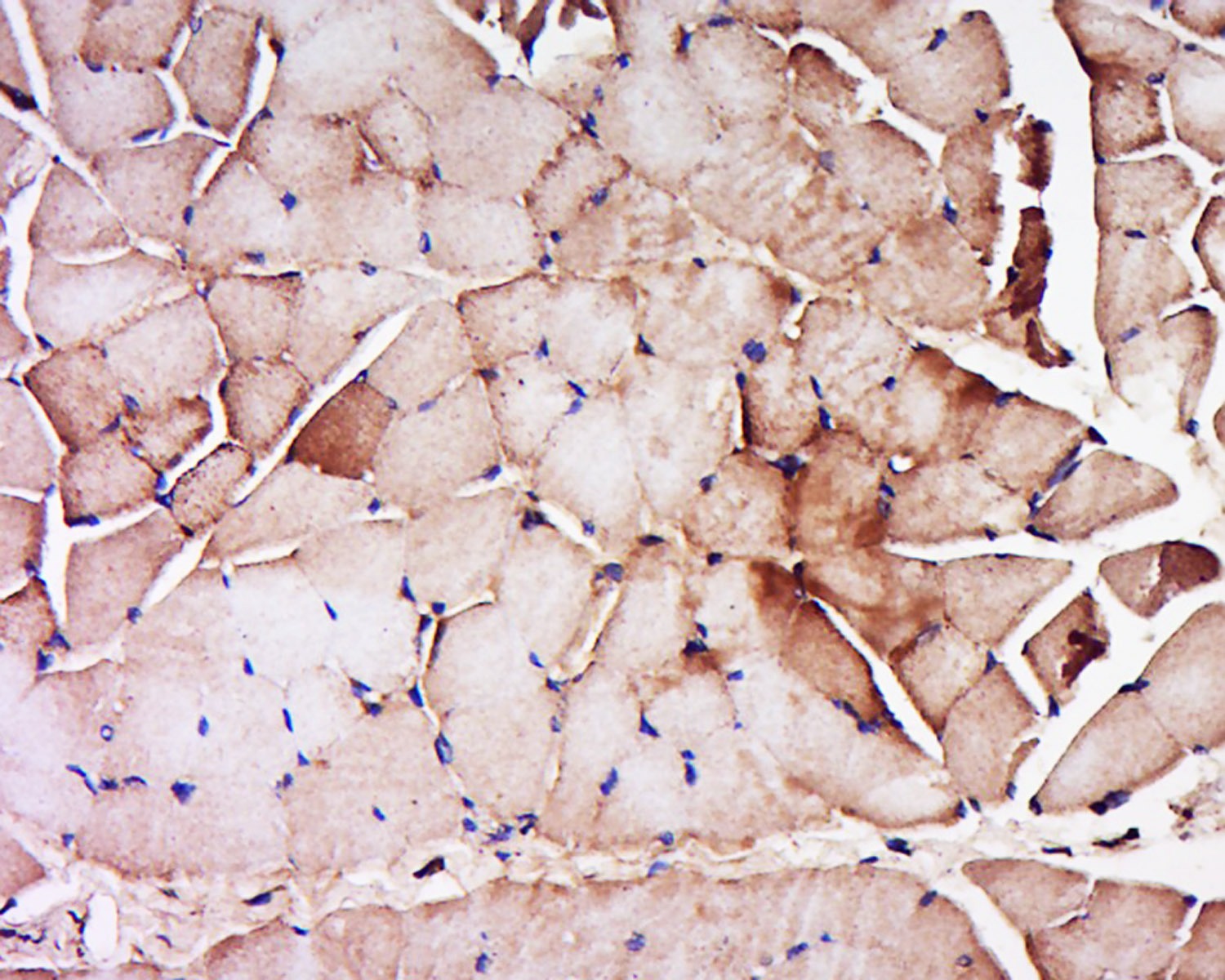 Anti-Myosin-3 Polyclonal Antibody