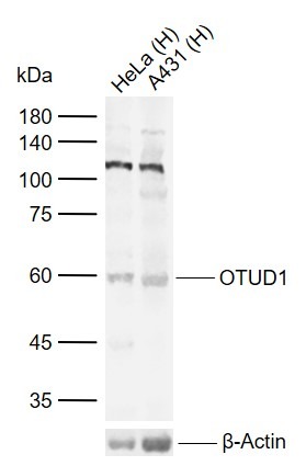 Anti-OTUD1 Polyclonal Antibody
