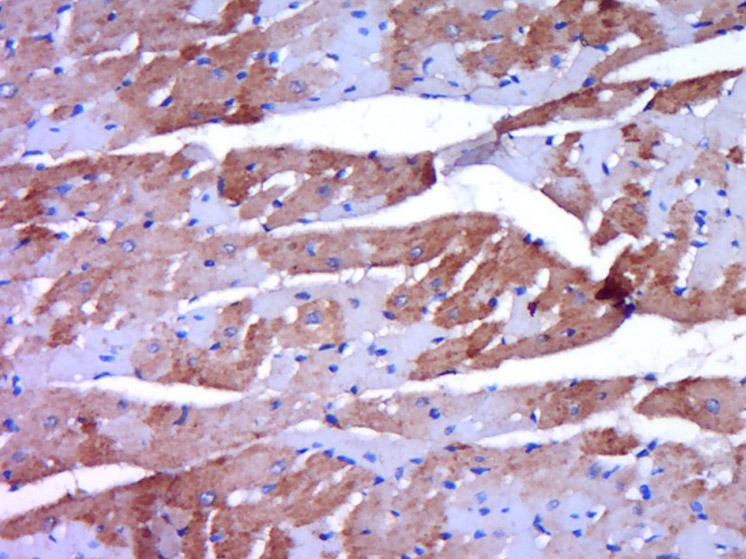 Anti-Osteoprotegerin Polyclonal Antibody 2