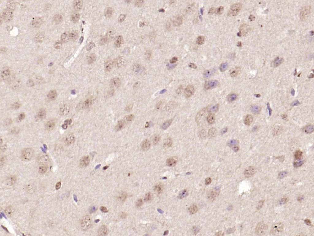 Anti-NR4A1 Polyclonal Antibody
