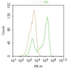 Anti-NR1I2 Polyclonal Antibody