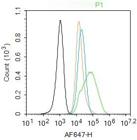 Anti-NR3C1 Polyclonal Antibody 2