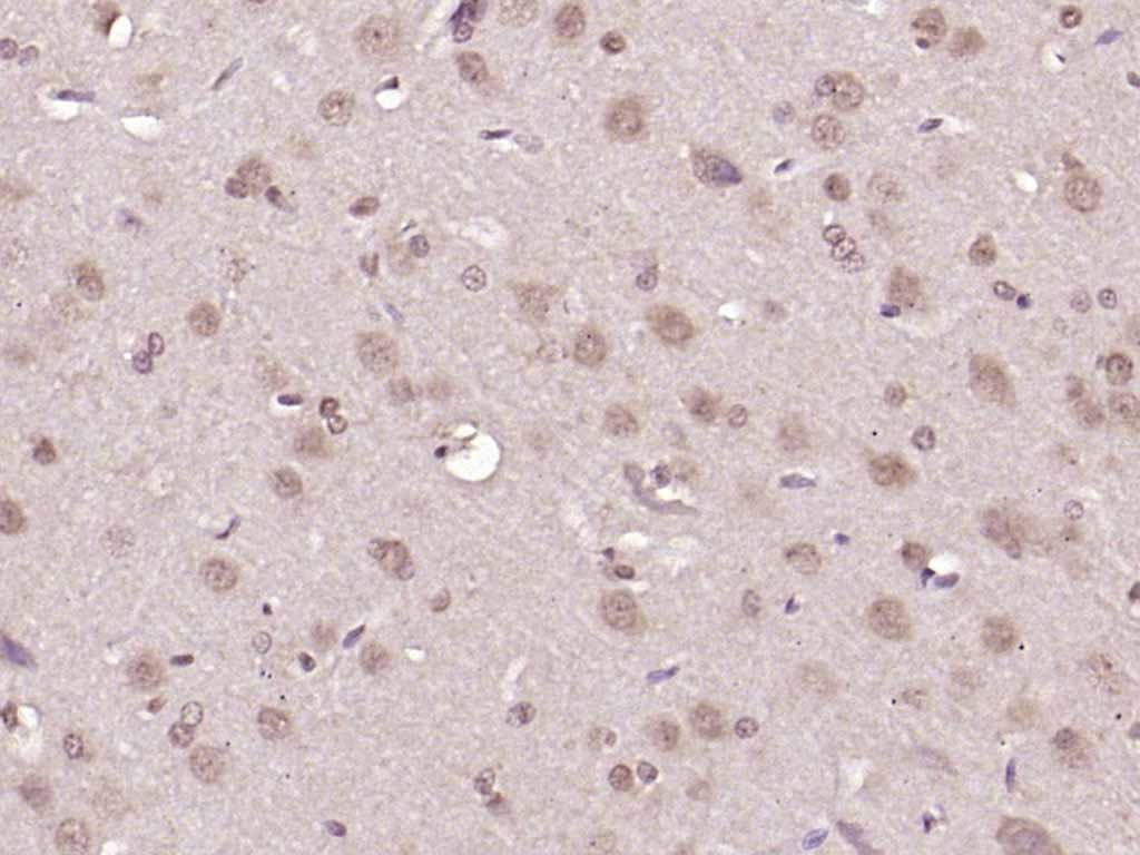 Anti-NR4A1 Polyclonal Antibody