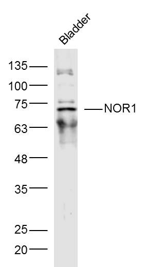 Anti-NR4A3 Polyclonal Antibody
