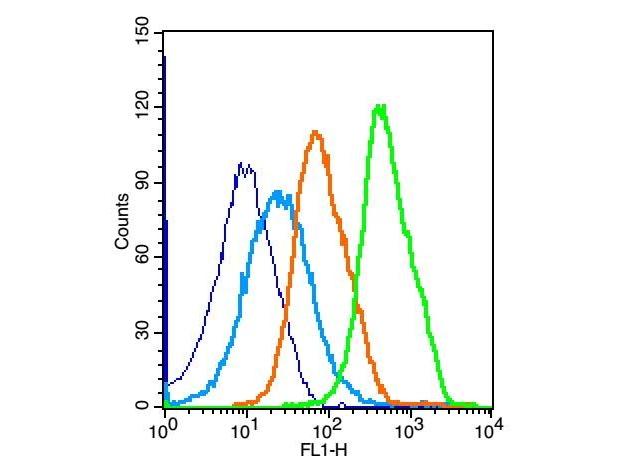 Anti-NF-kB p65 Polyclonal Antibody