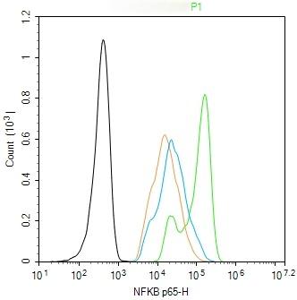 Anti-NF-kB p65 Antibody (2I809)