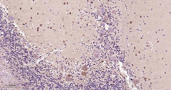 Anti-NGF Antibody (1M564)