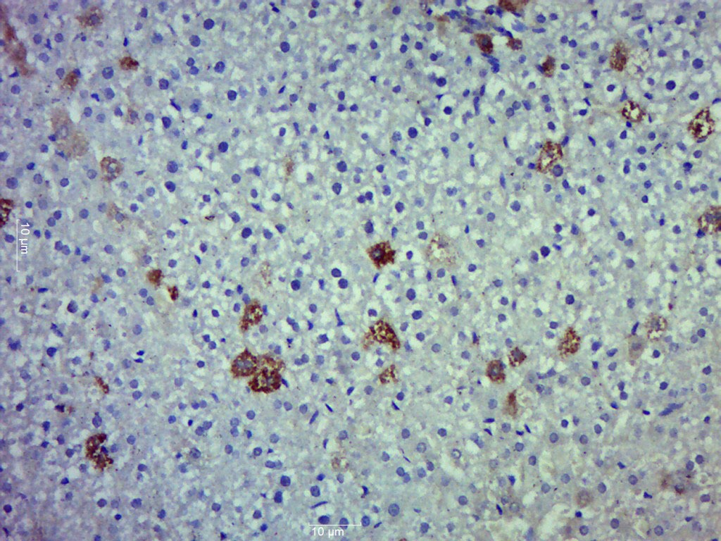 Anti-iNOS Polyclonal Antibody