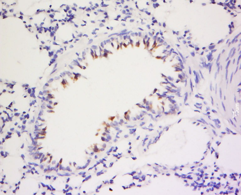 Anti-iNOS Polyclonal Antibody