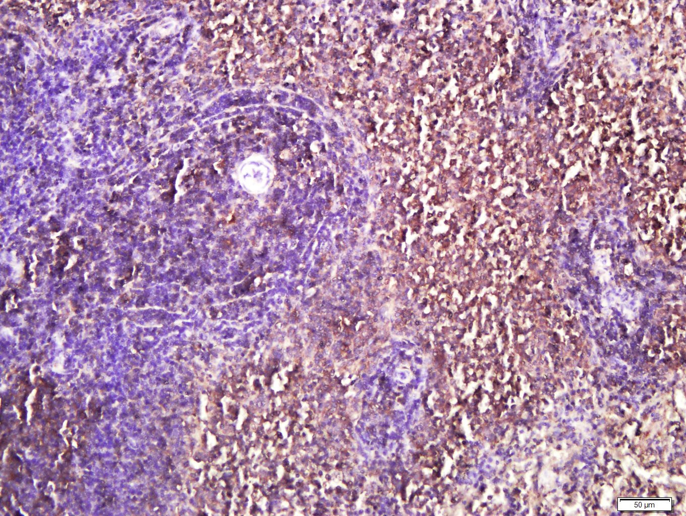 Anti-IL-4I1 Polyclonal Antibody