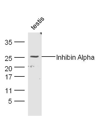 Anti-INHA Polyclonal Antibody