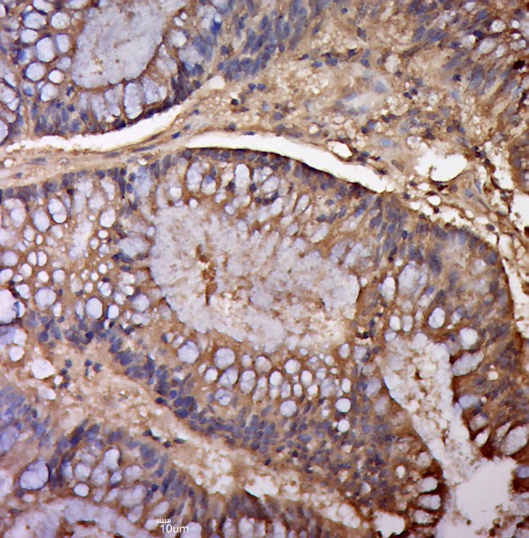 Anti-IL-5 Polyclonal Antibody
