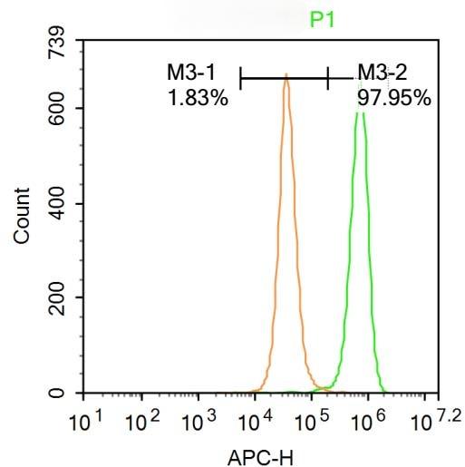 Anti-KLF2 Polyclonal Antibody
