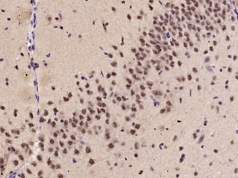 Anti-KLF2 Polyclonal Antibody