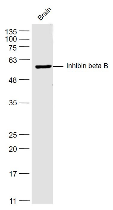 Anti-INHBB Polyclonal Antibody