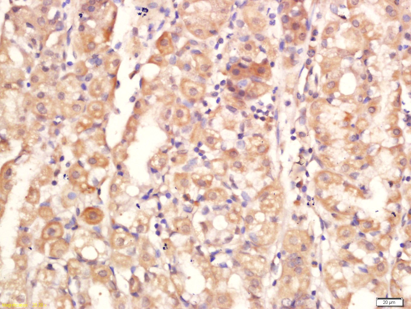 Anti-Jagged 1 Polyclonal Antibody