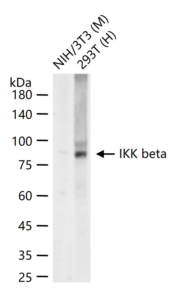 Anti-IKBKB Polyclonal Antibody