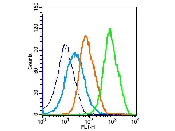 Anti-JAK2 Polyclonal Antibody