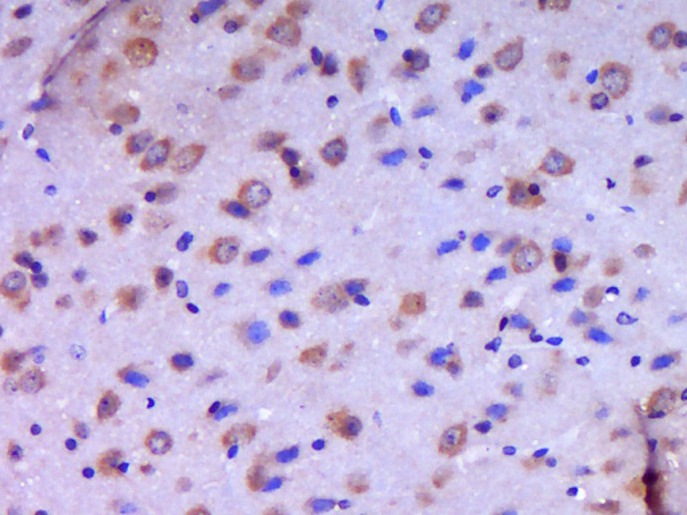 Anti-JAM-C Polyclonal Antibody