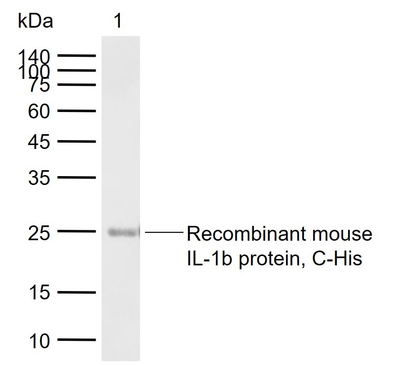 Anti-IL-1 beta Polyclonal Antibody 3