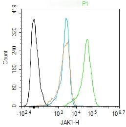 Anti-JAK1 Polyclonal Antibody