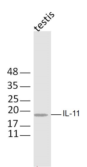 Anti-IL-11 Polyclonal Antibody