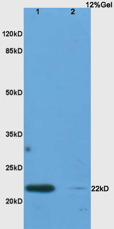 Anti-IL-17C Polyclonal Antibody