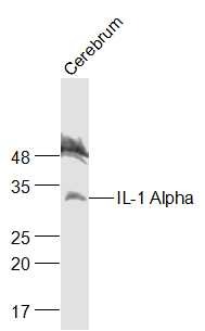 Anti-IL-1 alpha/IL-1A Polyclonal Antibody