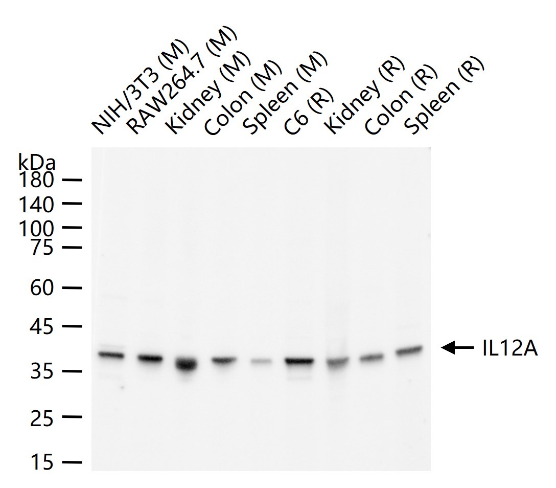 Anti-IL-12A Polyclonal Antibody