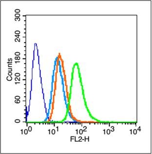 Anti-ITGB1 Polyclonal Antibody