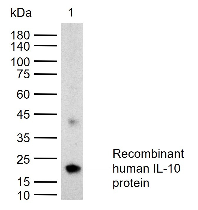 Anti-IL-10 Polyclonal Antibody