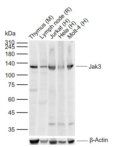 Anti-JAK3 Polyclonal Antibody