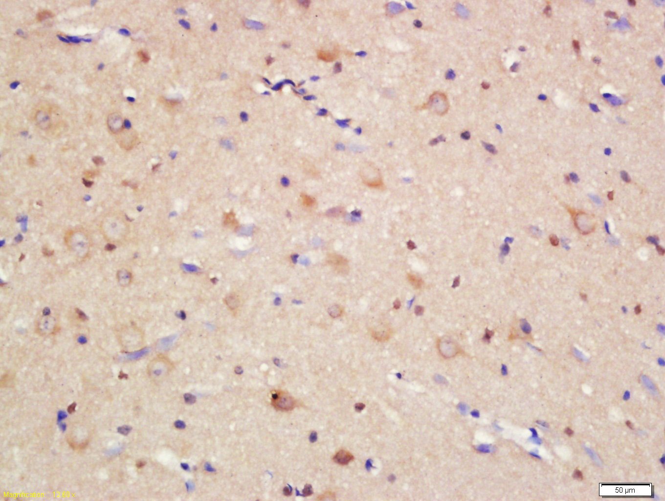 Anti-JAM-C Polyclonal Antibody