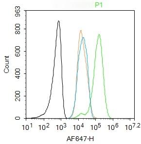Anti-JAK2 Polyclonal Antibody