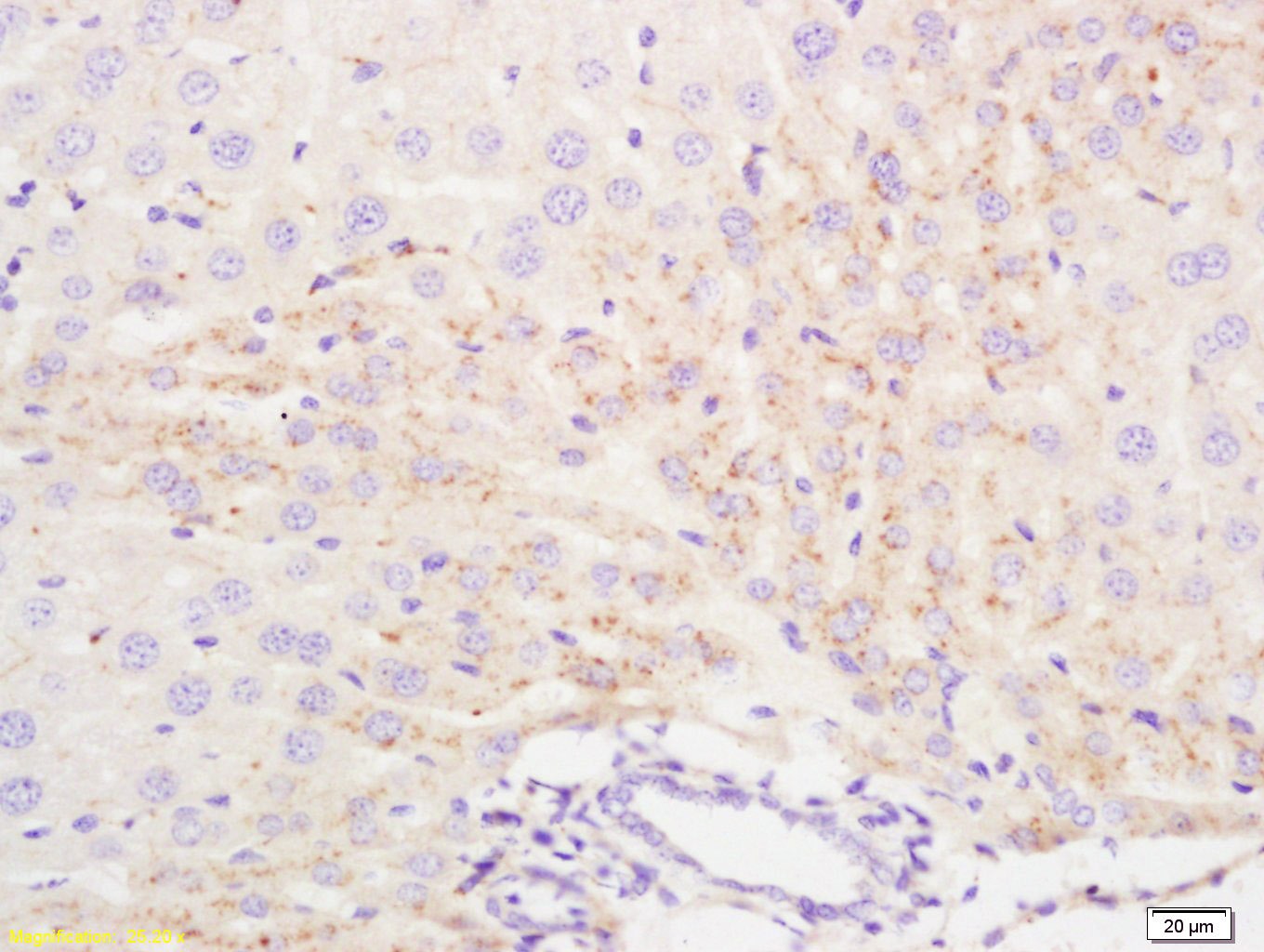 Anti-IFN-alpha 2b/IFNA2 Polyclonal Antibody