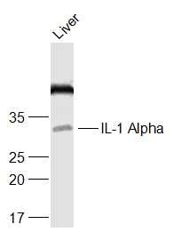Anti-IL-1 alpha/IL-1A Polyclonal Antibody