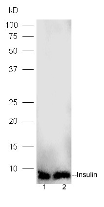 Anti-Insulin Polyclonal Antibody