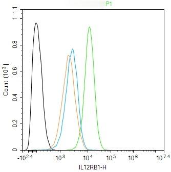 Anti-IL12RB1 Polyclonal Antibody