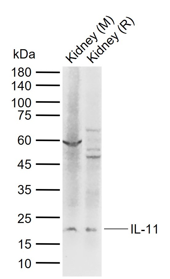 Anti-IL-11 Polyclonal Antibody