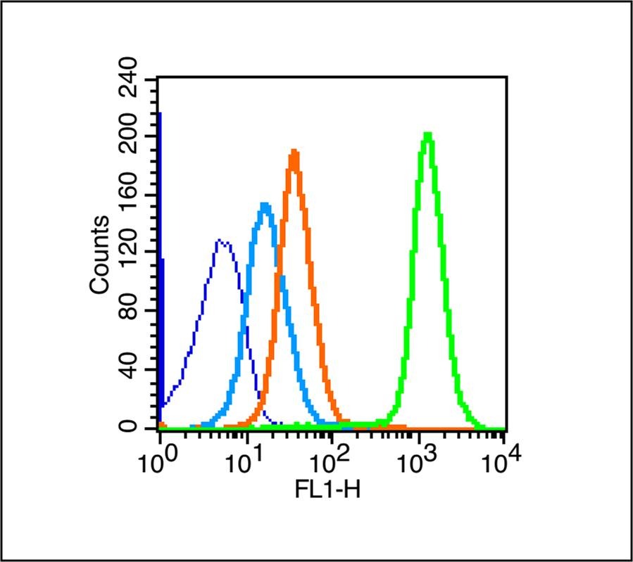 Anti-IL-12A Polyclonal Antibody